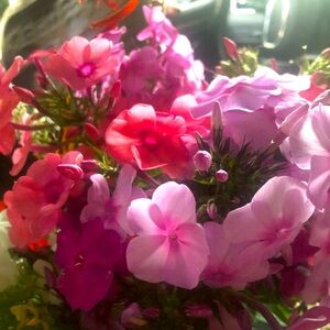 Meet your Posher, Holli